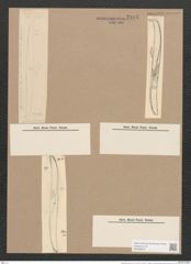 Pleurosigma pulchrum Grun. (de-Toni-Nr.: Genus 13, Species 1042) Zeichnungen Sammlung Grunow Nr. 2105 (NHMW-BOT-W0368979)